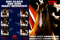 Print Ad Design Empress Arabian Horses Breeding Ad